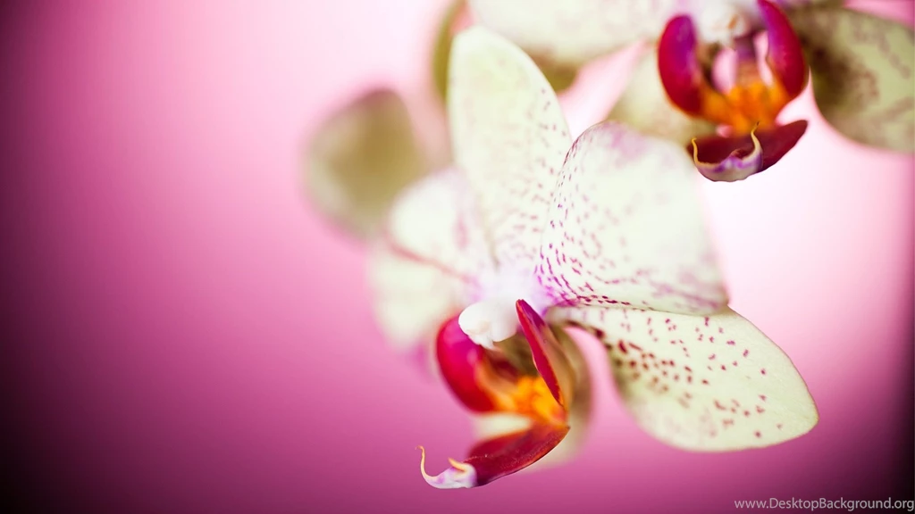 Orchid Backgrounds