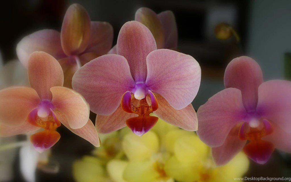 Orchid Flower, Orchids Photo Wallpapers For Your Desktop White ...