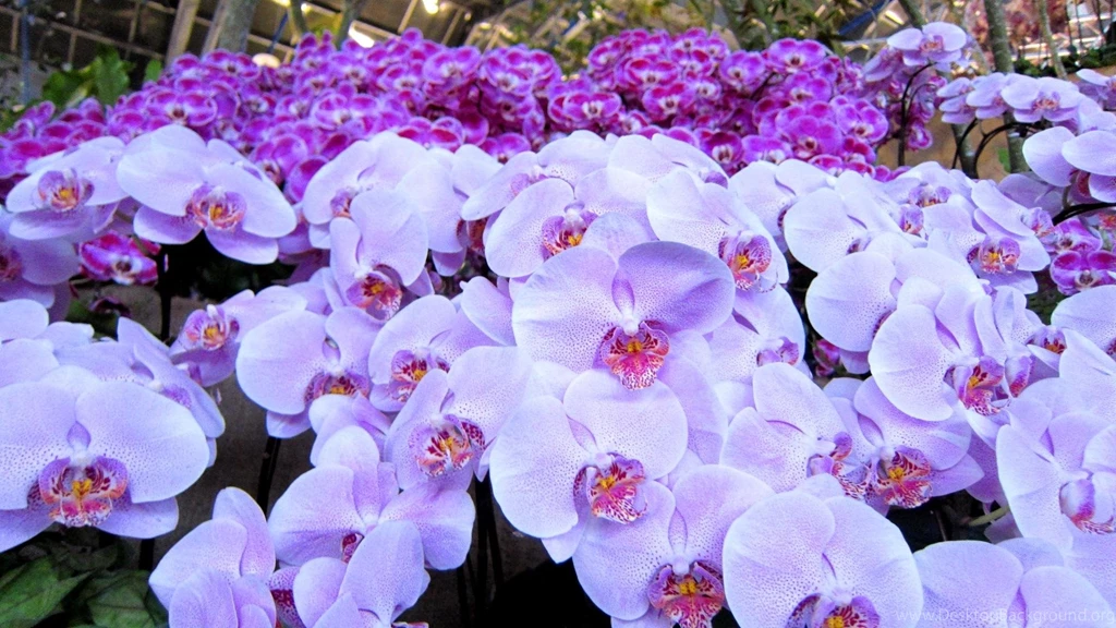 Beautiful Orchids >> HD Wallpaper, Get It Now!