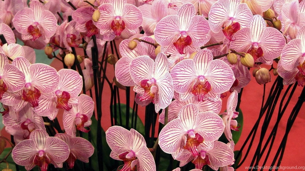 Download Wallpapers 1920x1080 Orchids, Flowers, Branches, Beautiful ...