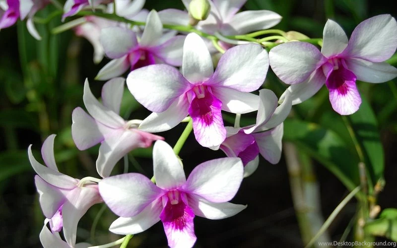 2009 Beautiful Orchids – Nature Flowers HD Desktop Wallpapers