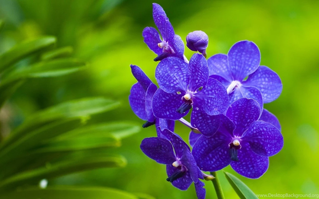 Purple Orchid Wallpapers Wallpapers Cave