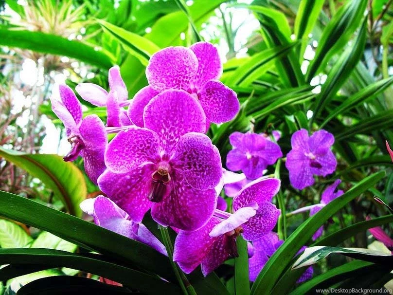 Blooming Flowers Images With High Resolution Image Wallpapers