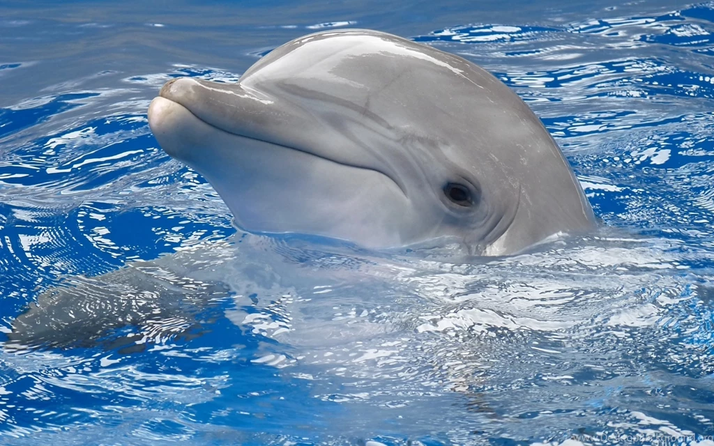Download Wallpapers 3840x2400 Dolphin, Water, Swim, Head Ultra HD ...