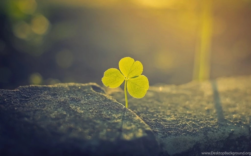 Plant Sunlight Wallpapers
