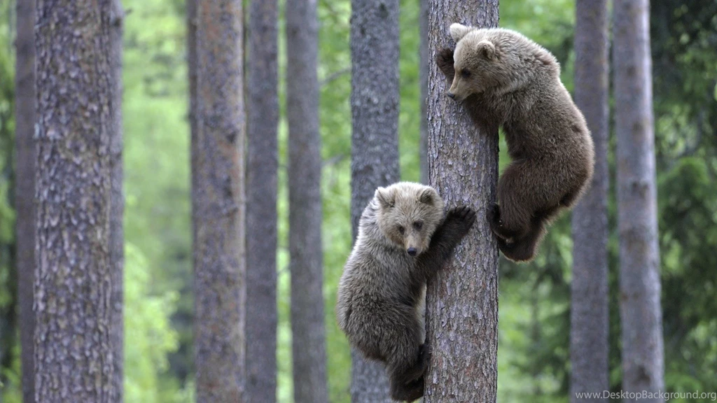 Animal Wallpapers Page 1