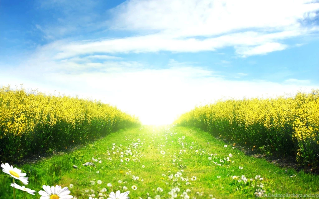 Landscapes Nature Flowers Fields Paths Daisy Sunlight Wallpapers ...