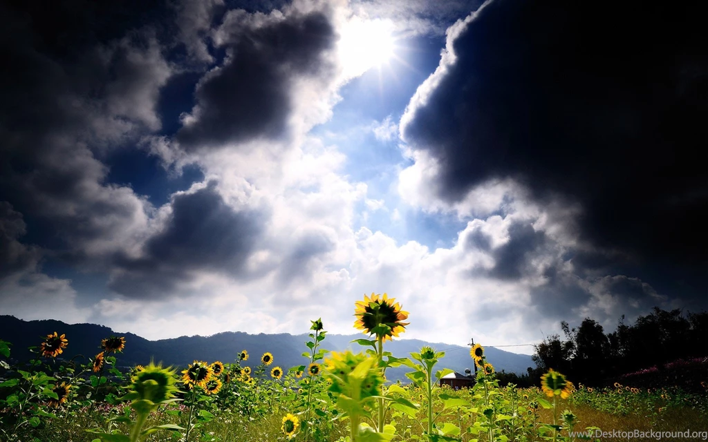 Sunflower Flower Clouds Sunlight Wallpapers
