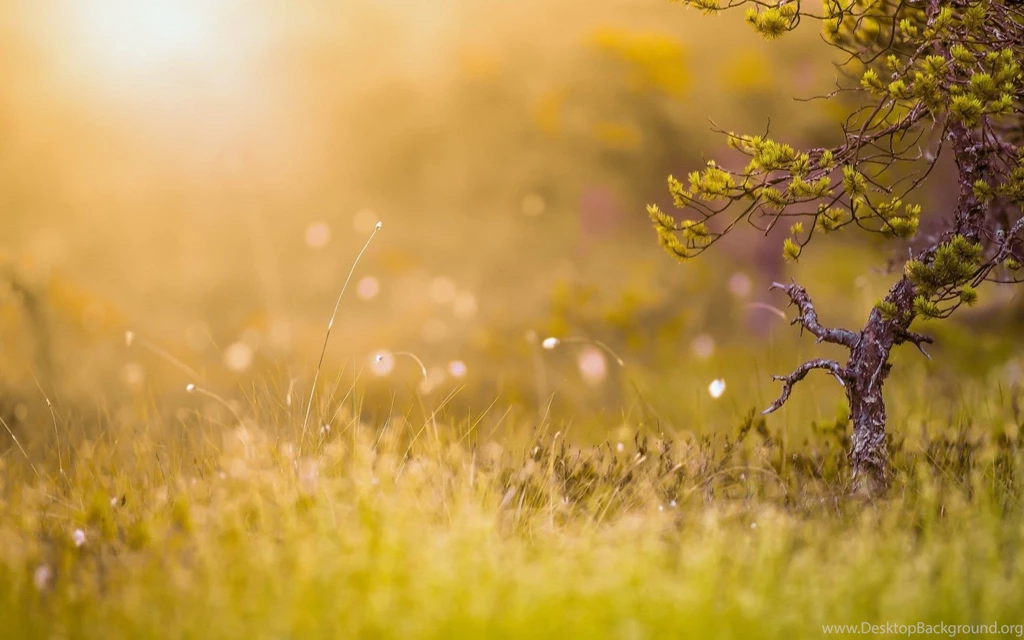 Morning Sun Nature Wallpapers For Desktop Free Download