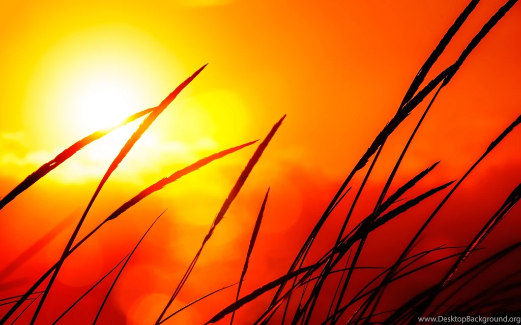 Nature Sun Silhouettes Golden Plants Sunlight Wallpapers ...