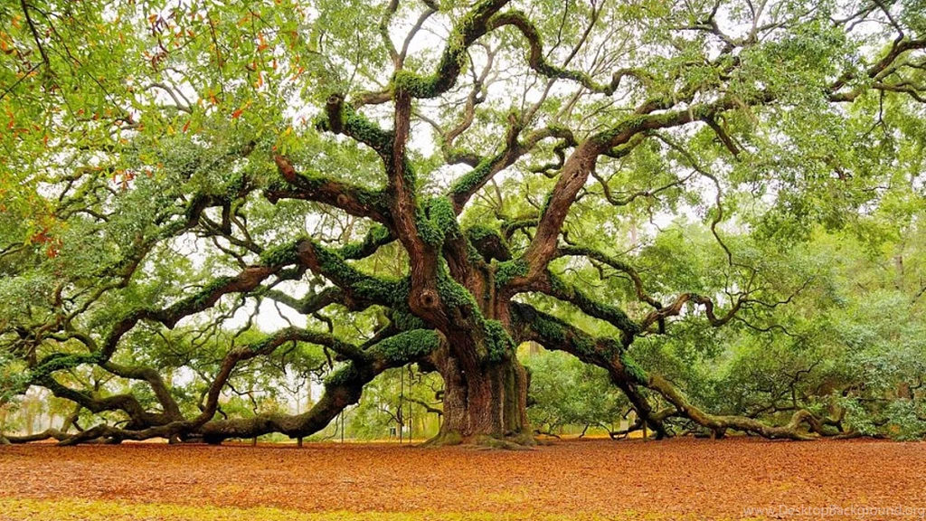 Old Oak Tree