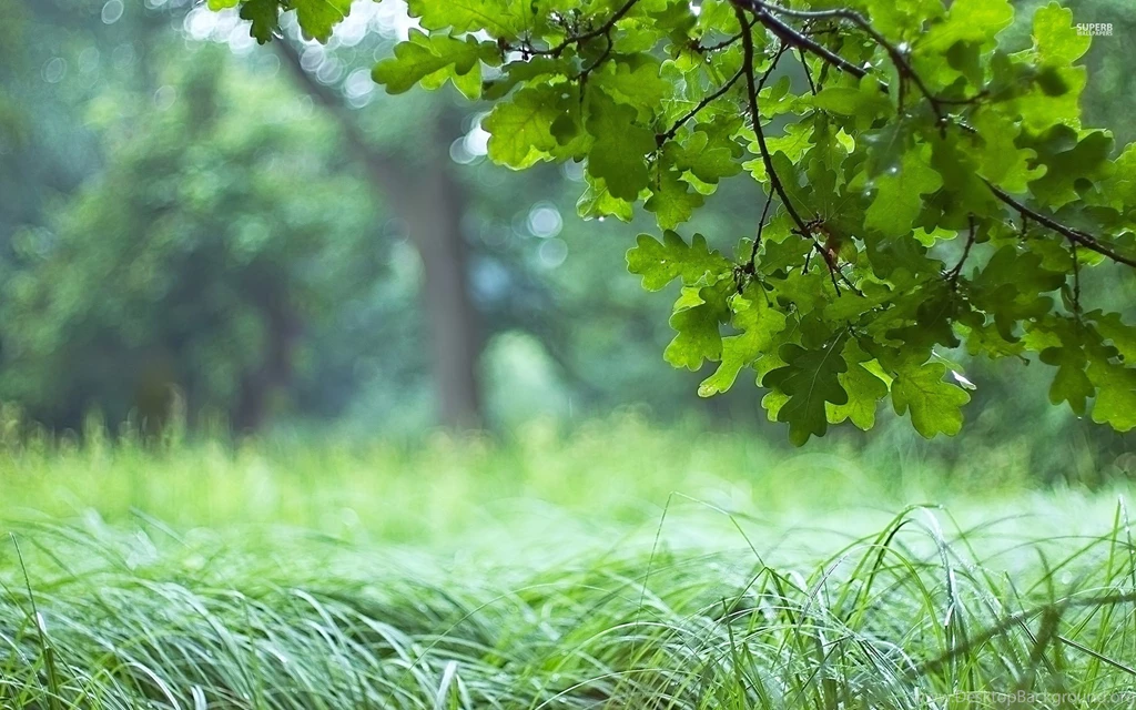 Oak Leaves Wallpapers Photography Wallpapers