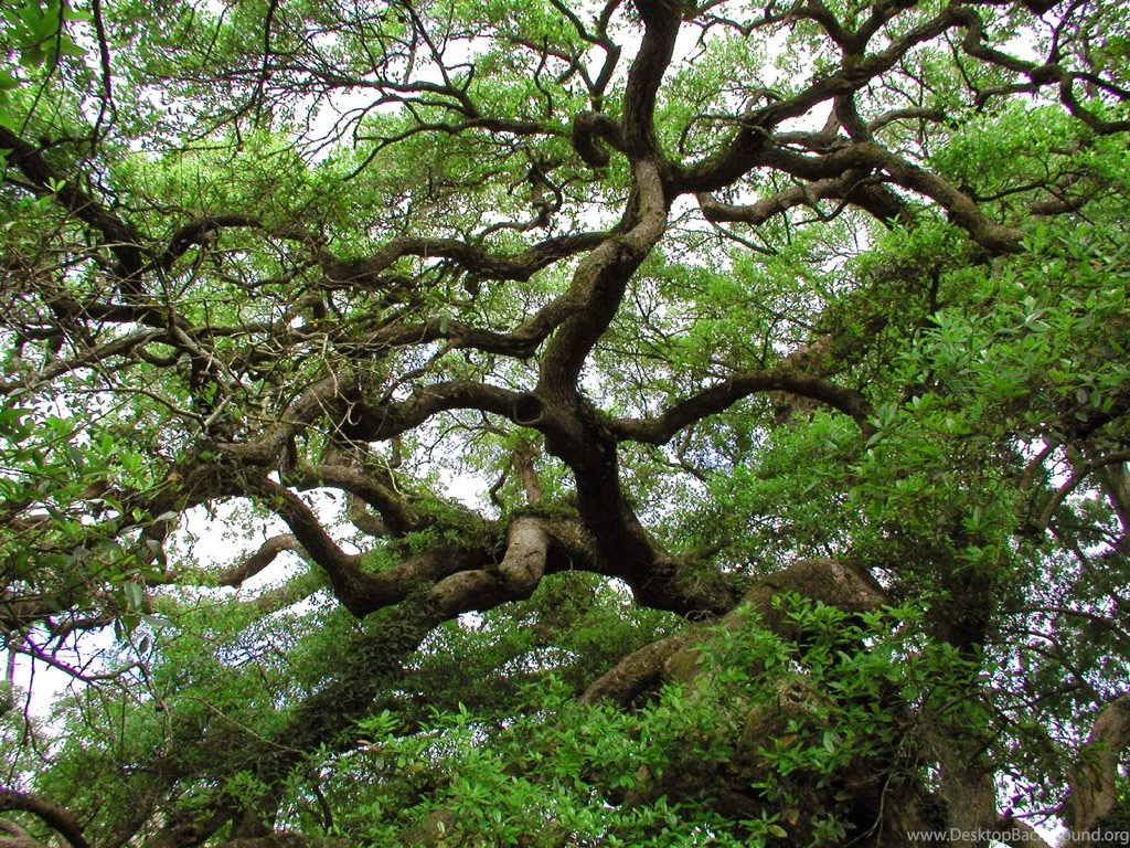 Live Oak Wallpapers By Nonweasel On DeviantArt