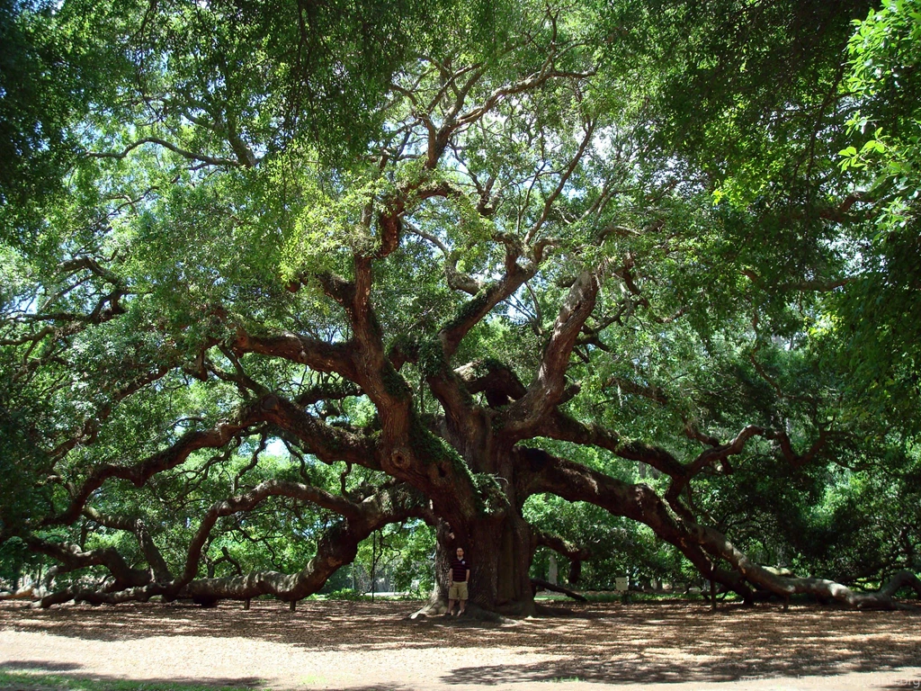 1 Angel Oak Tree HD Wallpapers