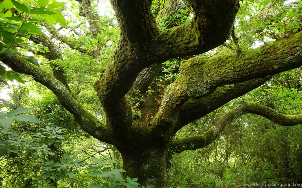 Old Oak Tree Wallpapers