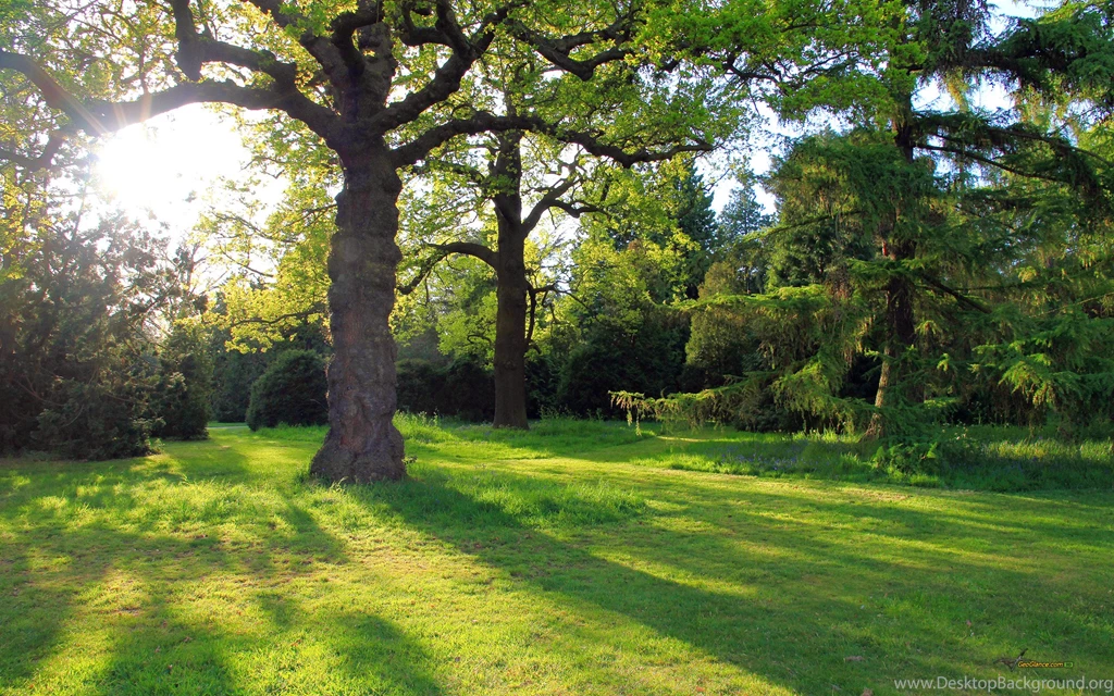Oak Tree Computer Wallpapers, Desktop Backgrounds