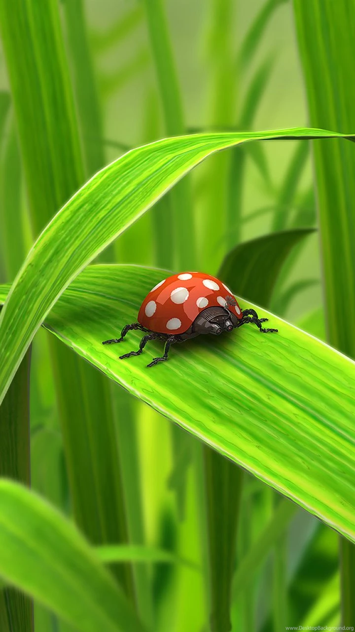 720x1280 Mobile Wallpapers