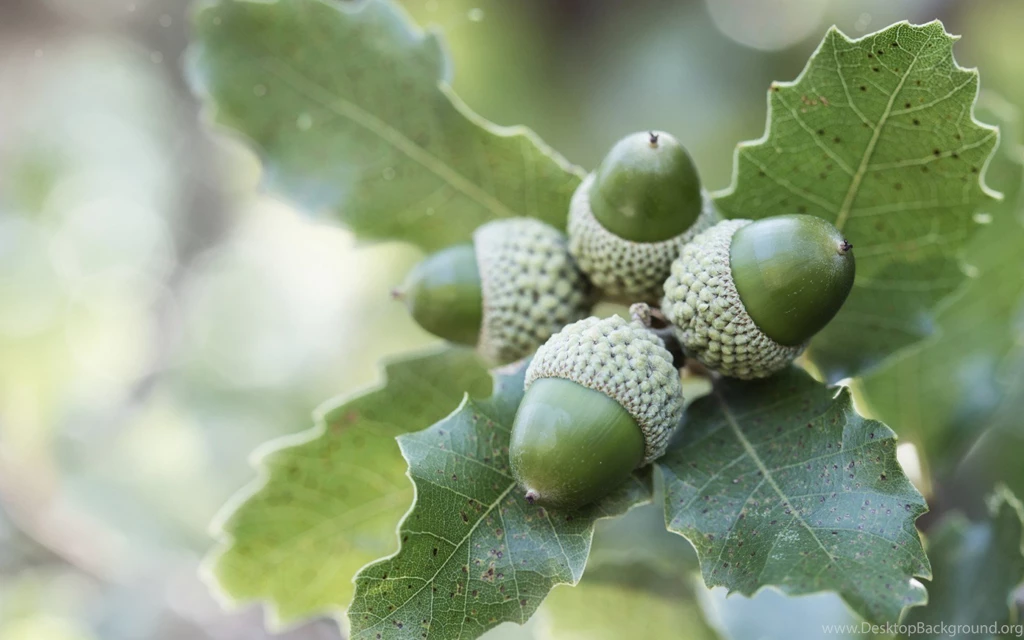 Oak Branches Leaves Acorns Nature Wallpapers
