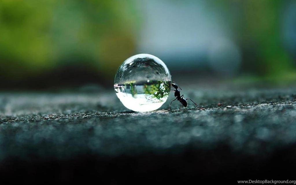 AMAZING ANT PUSHING WATER WALLPAPER   (