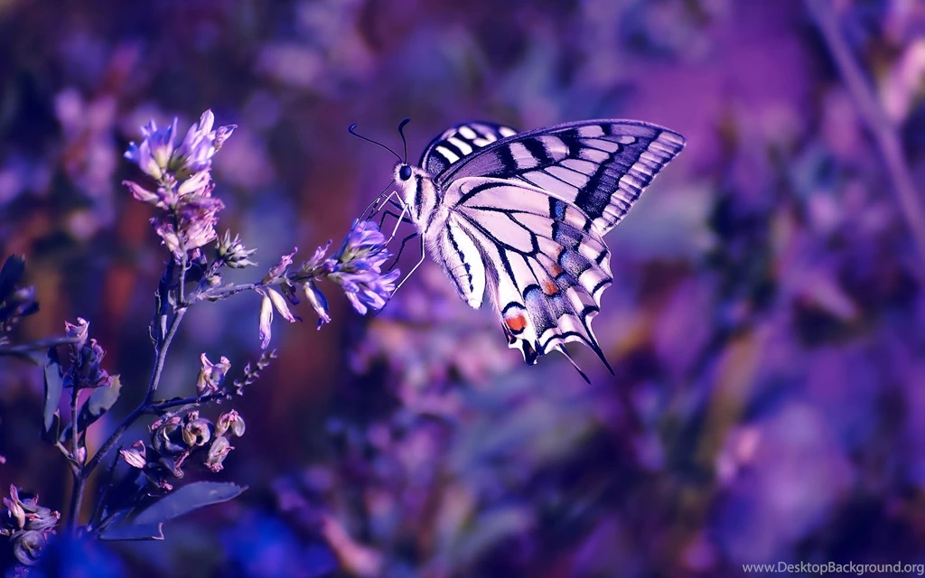 Jestingstock.com Beautiful Purple Desktop Wallpapers