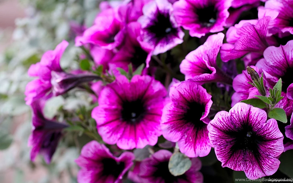 Flower Desktop Flowers Nature Wallpapers Flowers Computer ...
