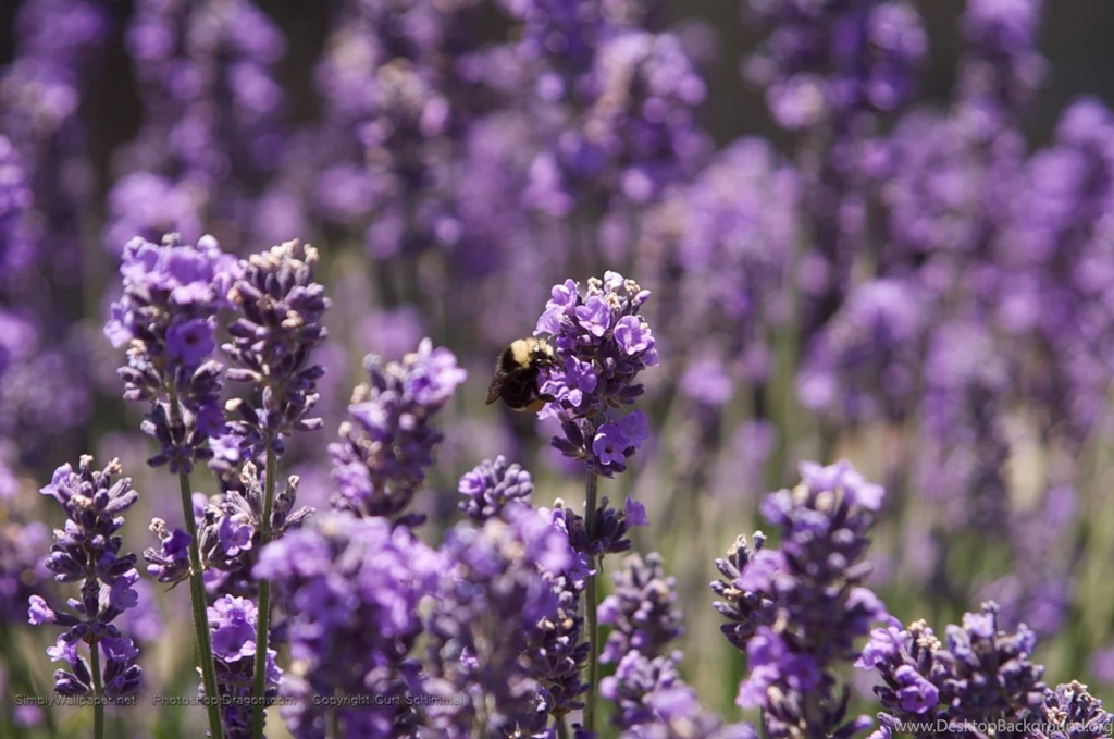 Purple Flowers Wallpapers Wallpapers Cave
