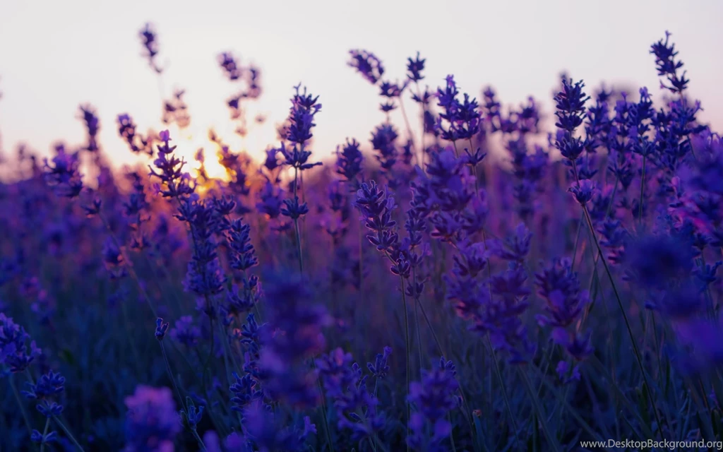 Lavender Flower Images And Wallpapers Download