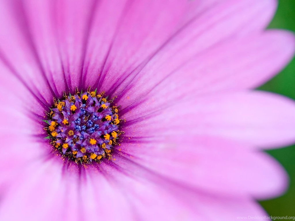 Purple Flower Backgrounds Wallpapers Cave