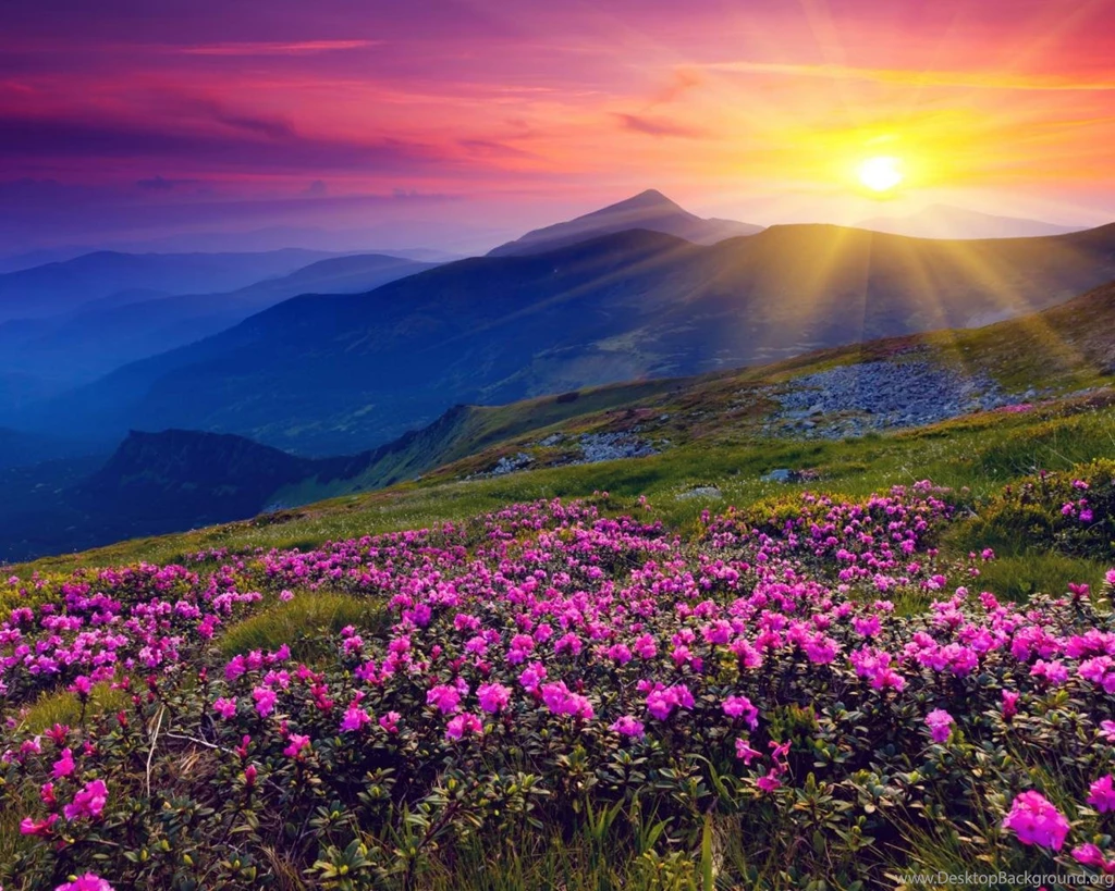 Backgrounds Purple