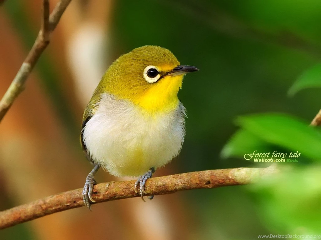Cute Bird Wallpapers 19393 Birds Photo Animal