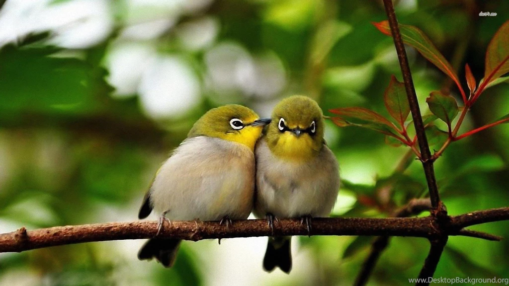 Cute Birds On A Branch Wallpapers   Animal Wallpapers