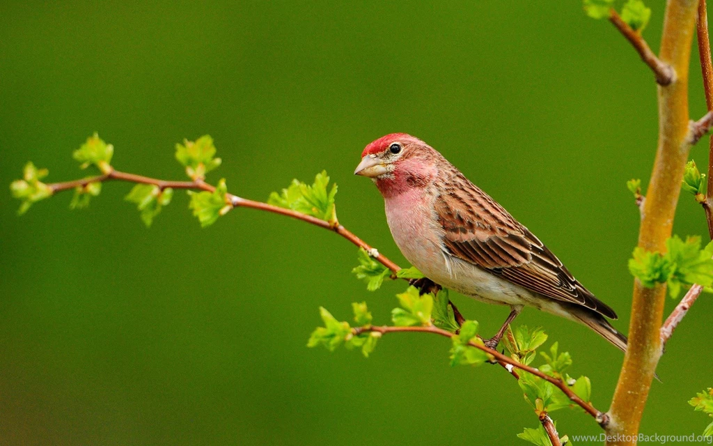 Cute Little Birds Wallpapers   ImgMob