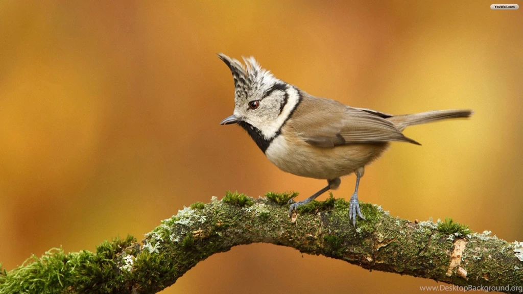 YouWall Cute Little Bird Wallpapers Wallpaper,wallpapers,free ...