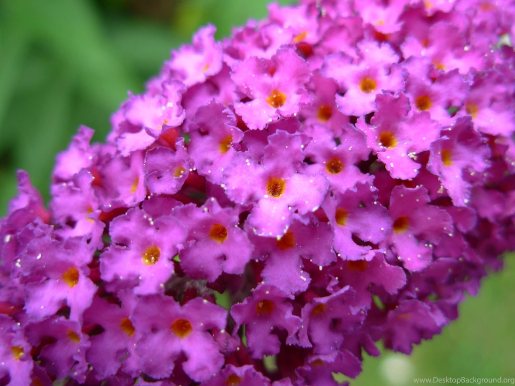 Description Purple Flowers 1296.jpg   Wallpapers IN Desktop