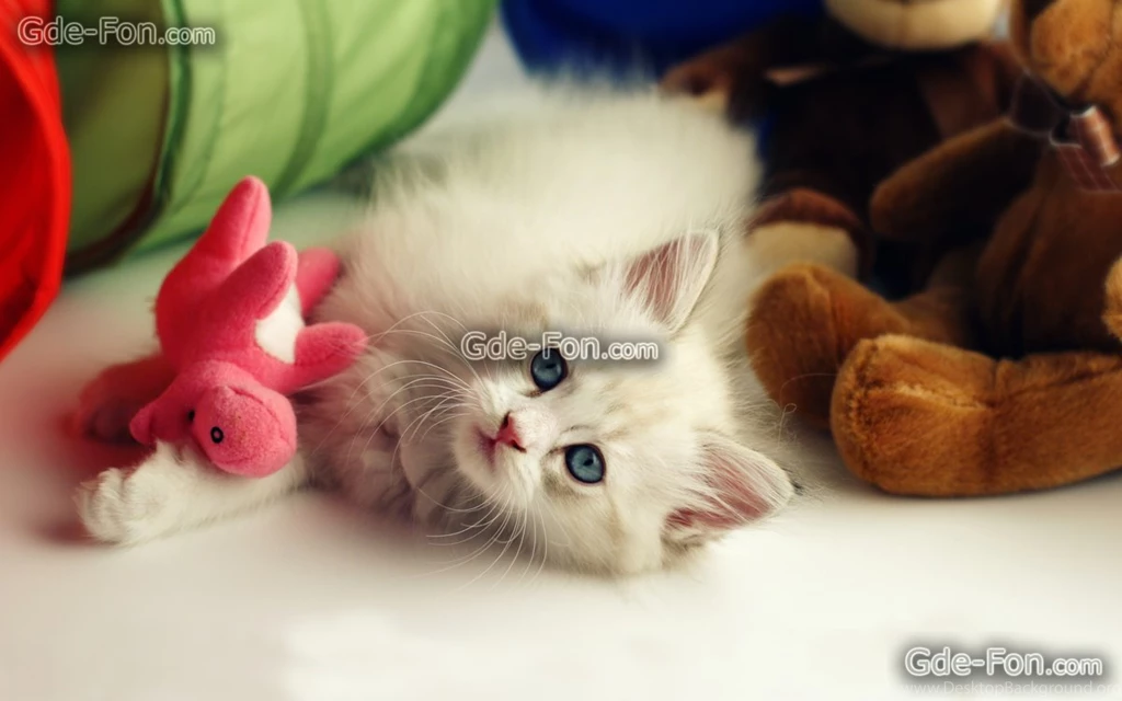 383554_kotenok_koshka_igrushki_plyushevye_golubye_1680x1050_www.Gde Fon.com.jpg
