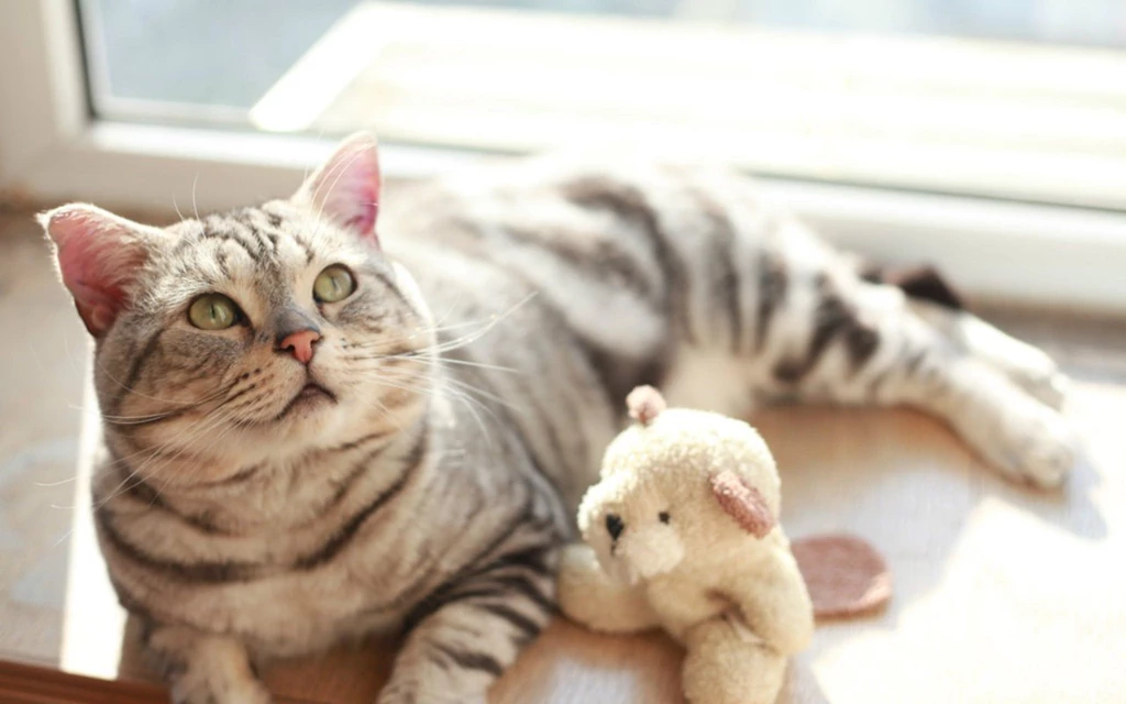Cats Cute Cat Animals Stuff Toys Wallpapers Pictures Hd ~ Cats For ...
