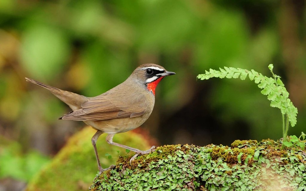 Cute Bird Wallpapers 18528 Birds Photo Animal