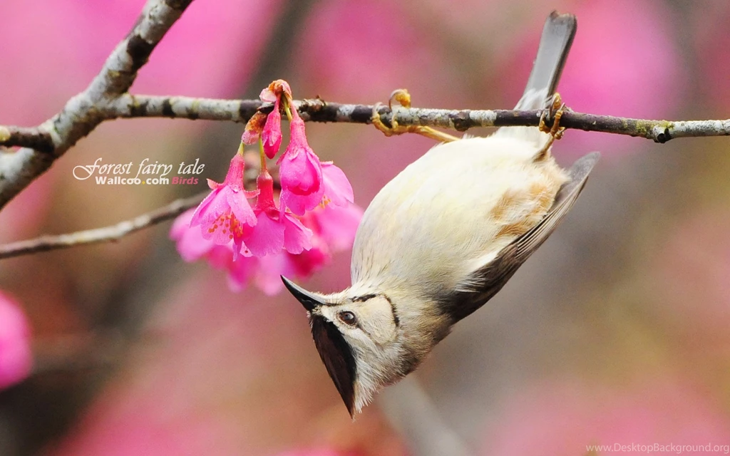 Cute Bird Wallpapers 19297   Birds Photo   Animal