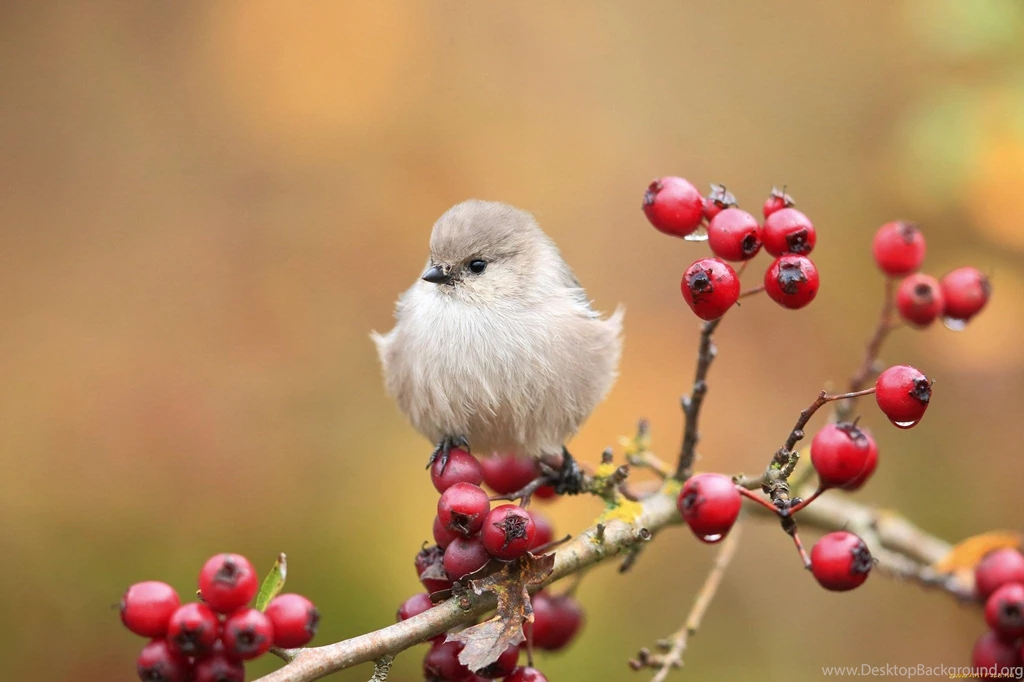 Japanese white eye bird HD Desktop Wallpapers : Widescreen : High ...