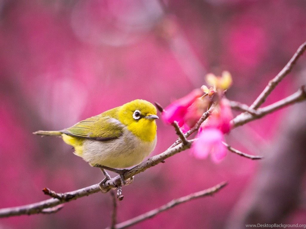 Beautiful Birds Wallpapers Pictures