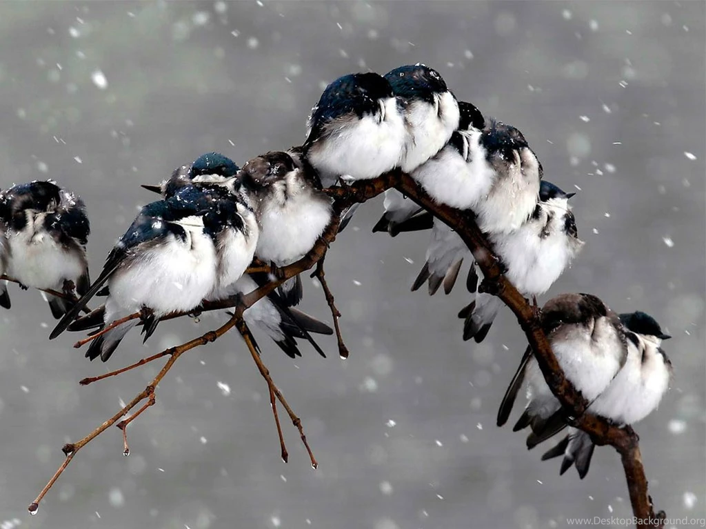 Cute Birds In Snow Fall & Rain