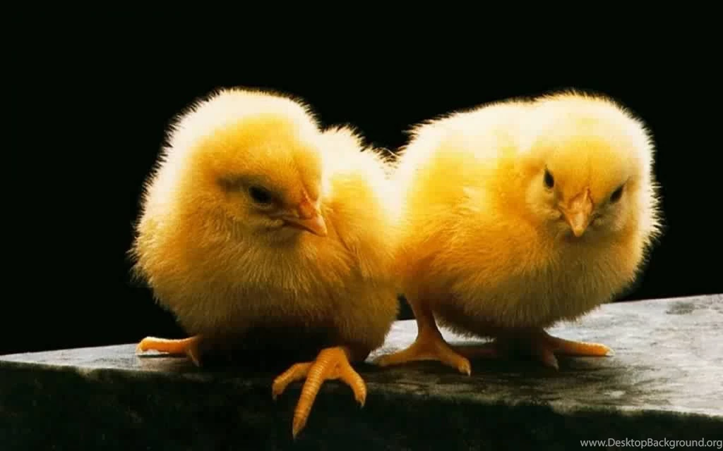 Humming bird Wallpapers