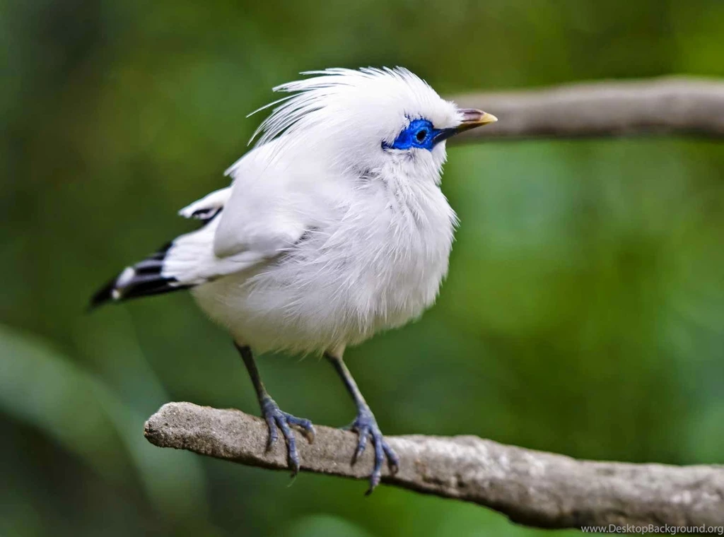 40 Free Beautiful Birds Wallpapers HD