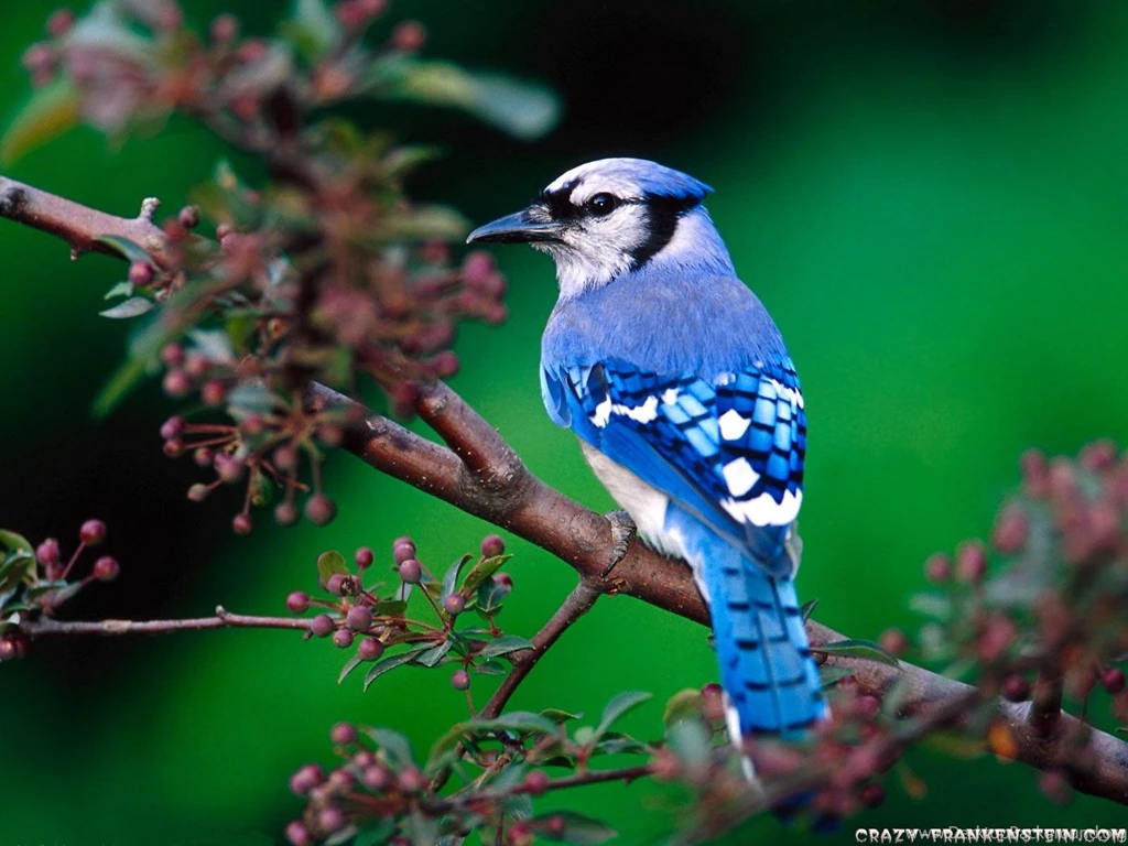 Beautiful Cool Birds Wallpapers
