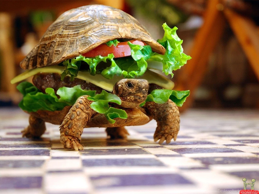 PAK World FUN: Fresh Live Turtle Burger Wallpaper&Very Funny Hung ...