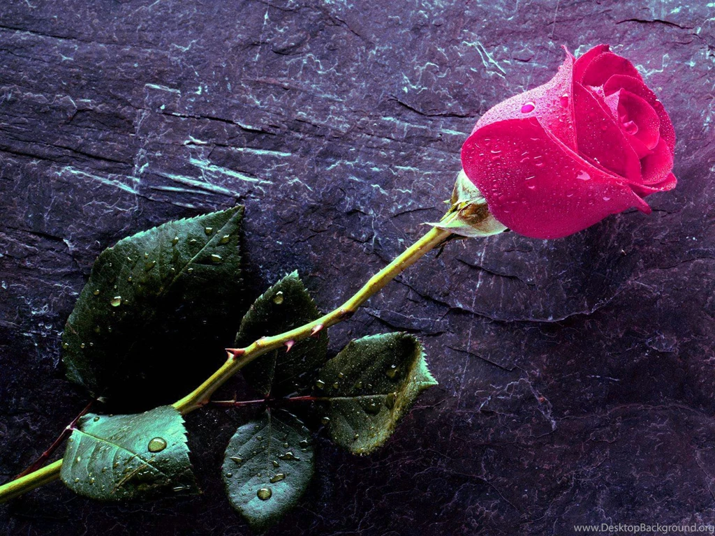 True Love Forever Hd Wallpapers