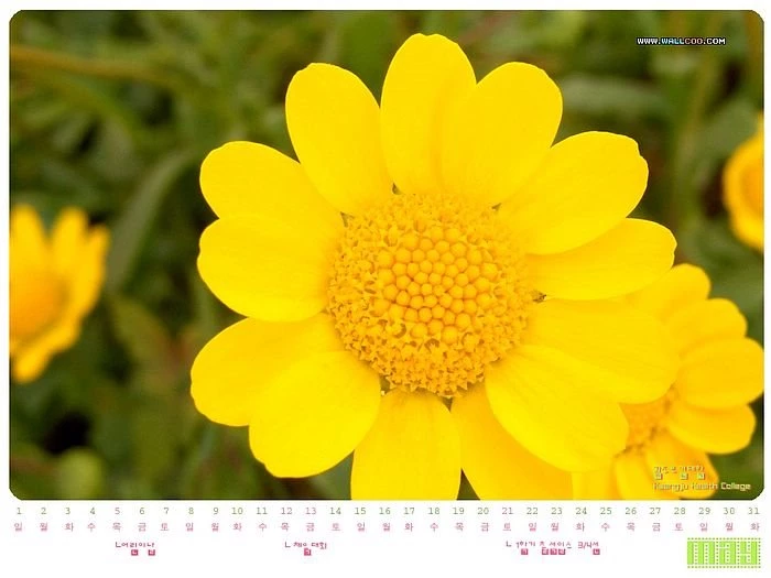 2005 May Calendar Wallpapers19 Wallcoo.net
