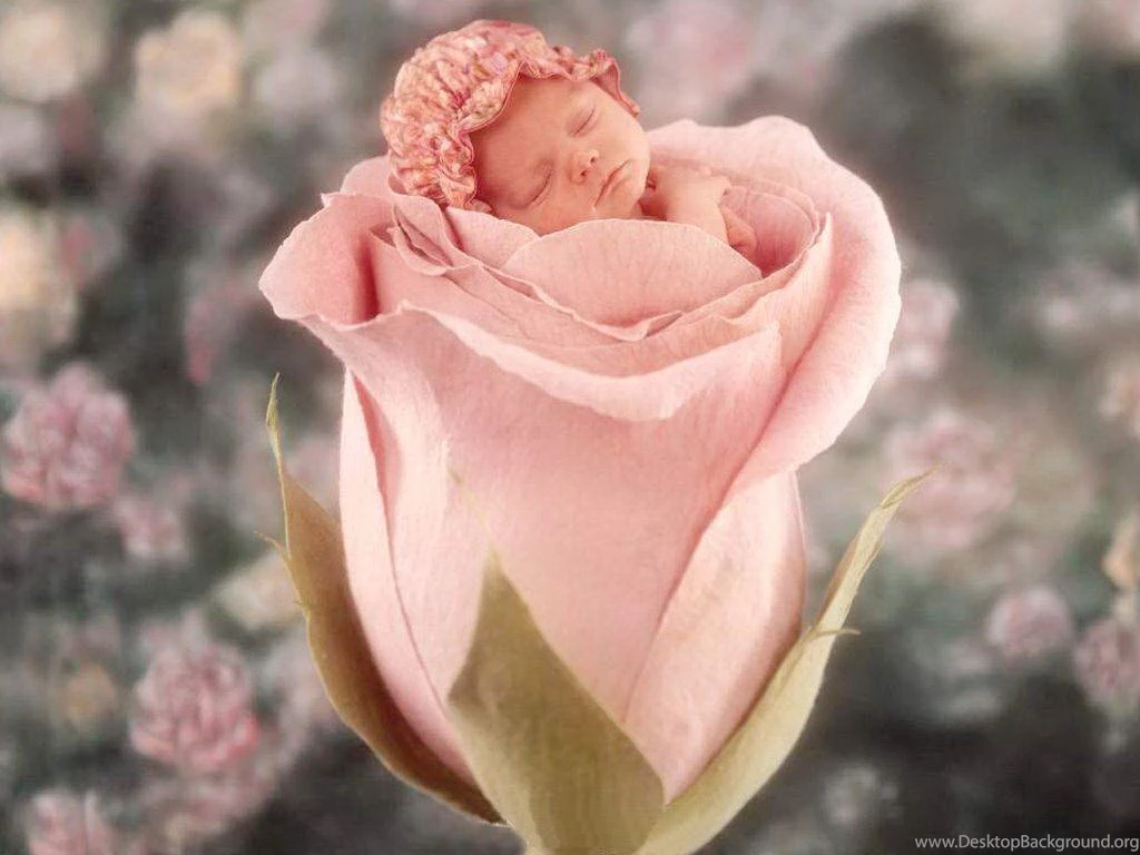 Very Cute Small Baby In Rose Flower Wallpapers   1024x768 IWallHD ...