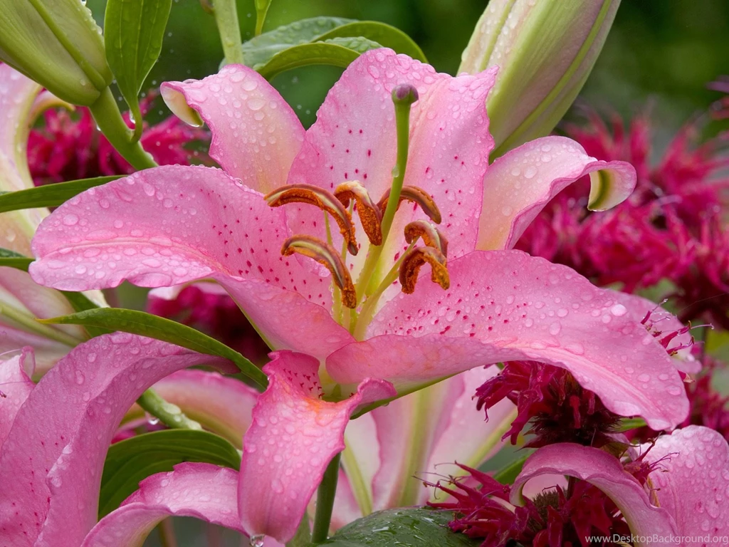 Flower Wallpapers 52037 Flower Wallpapers Flowers