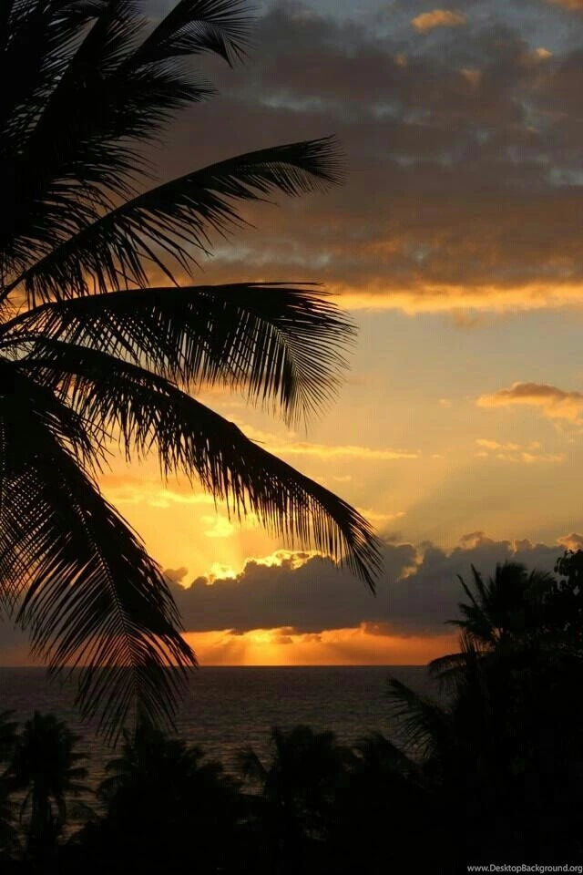 Palm Tree Sunset Backgrounds